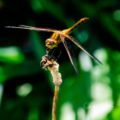 Dragonfly on Stem