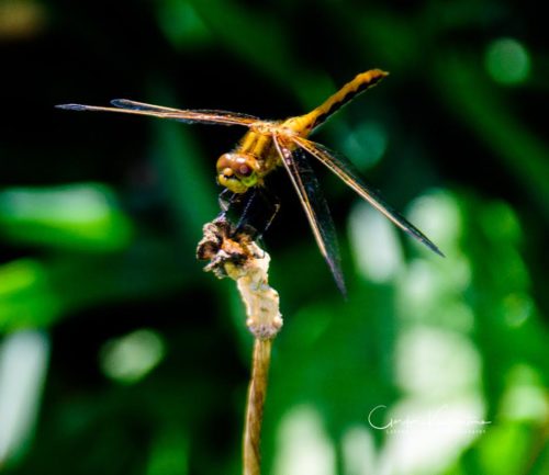 Dragonfly on Stem