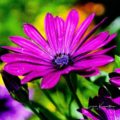 Pink Geranium Flower