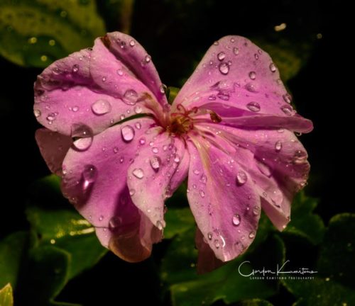 Pink Geranium