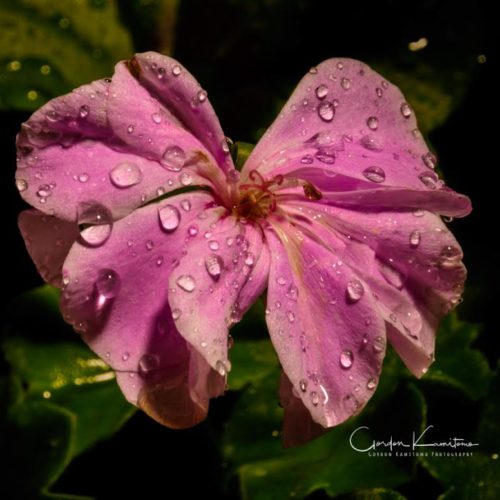 Pink Geranium