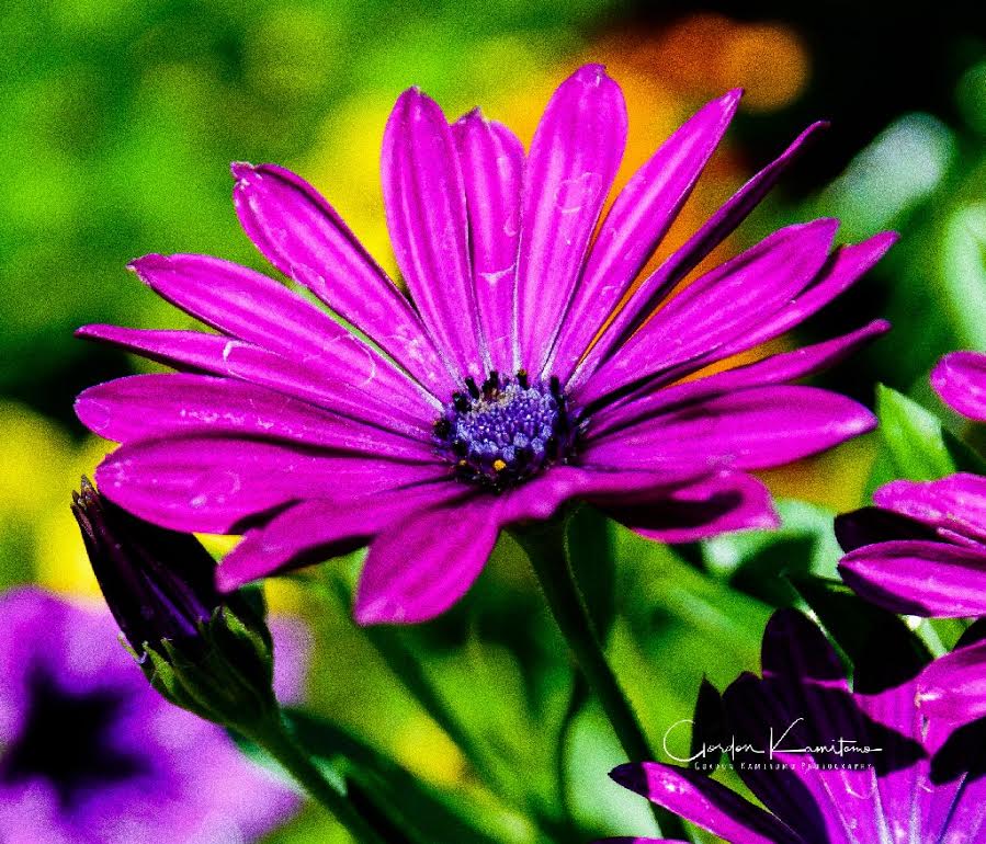 Pink Geranium Flower