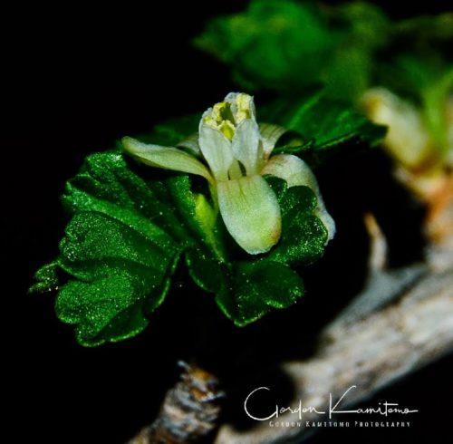 Gooseberry Flower