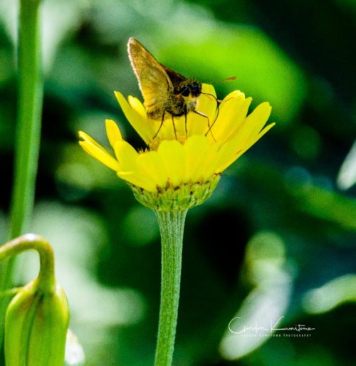 Moth on Flower