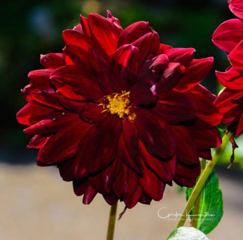 Peony Flower