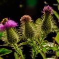 3 Thistles and Bee