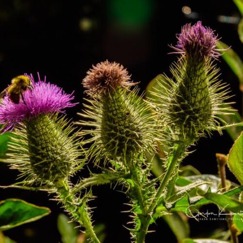 3 Thistles and Bee