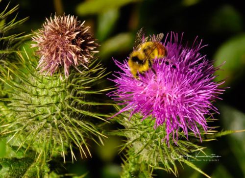 Pink Thistles with Bee