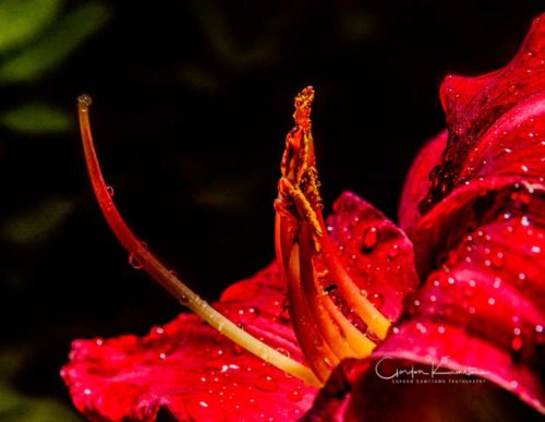 Trophy Taker Day Lily Macro