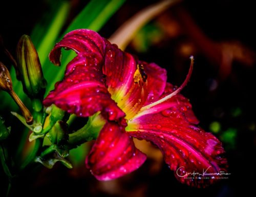 Trophy Taker Daylily