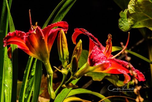 Trophy Taker Daylily