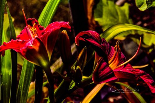 Trophy Taker Daylily