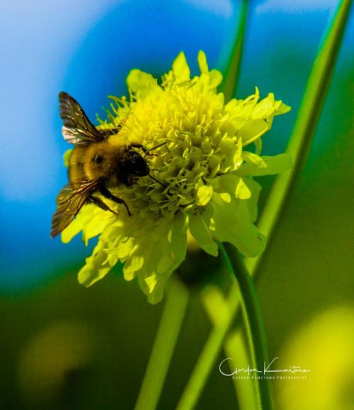 Hydrangea with Bee