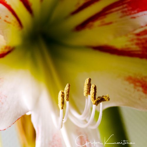 Amaryllis Close up