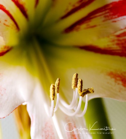 Amaryllis Close up