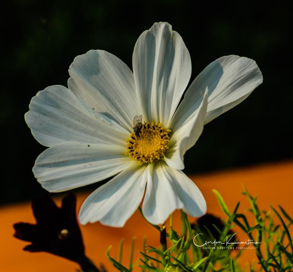 Aster Flower Calgary Alberta