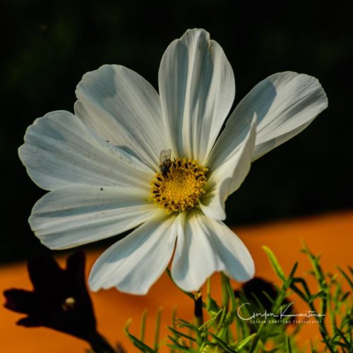 Aster Flower Calgary Alberta