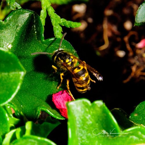 Bee on Leaf