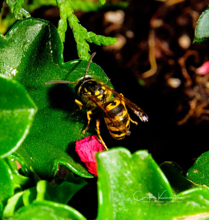 Bee on Leaf