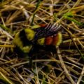 Bumble Bee in grass