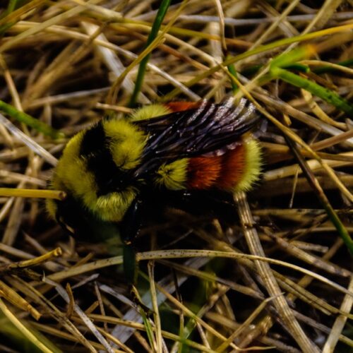 Bumble Bee in grass