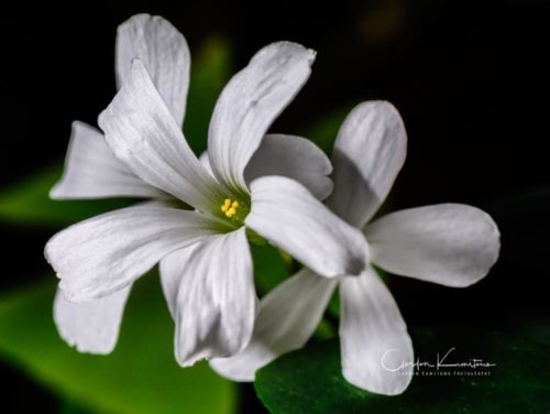 White Clover