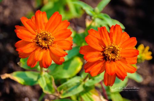 Elegant Zinnias