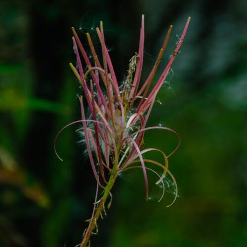 Fire Weed Calgary Alberta