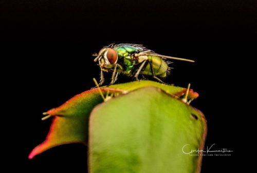 Fly on Cactus