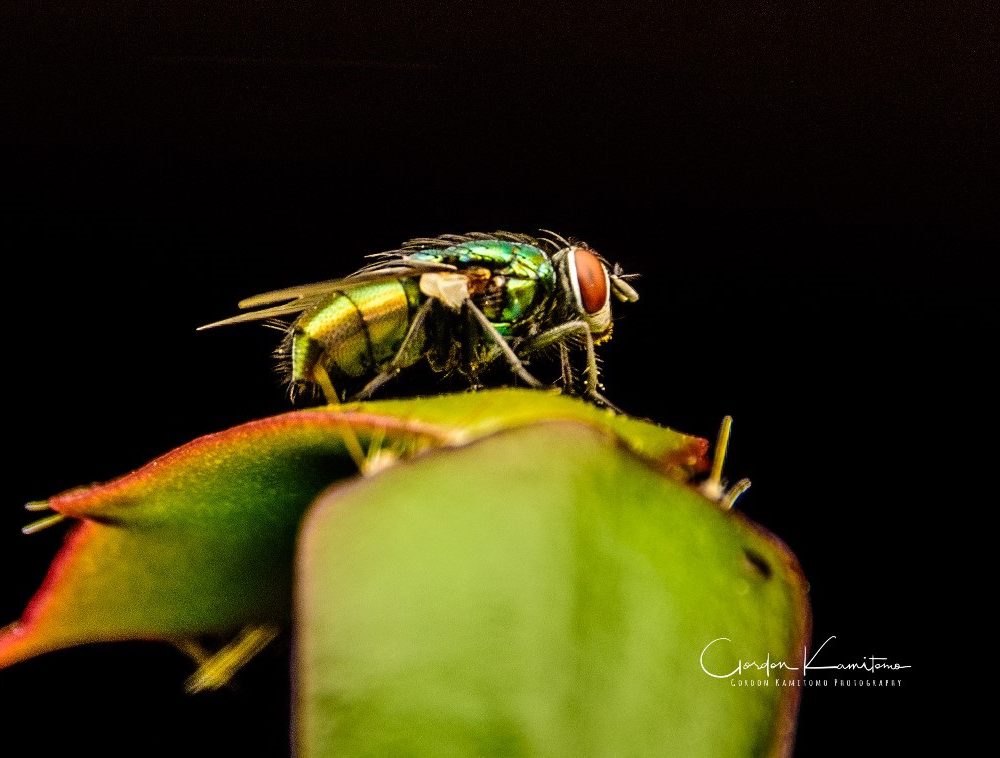 Fly on Cactus