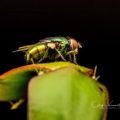 Fly on Cactus