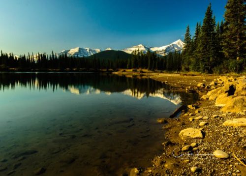 Forget Me Not Pond Alberta