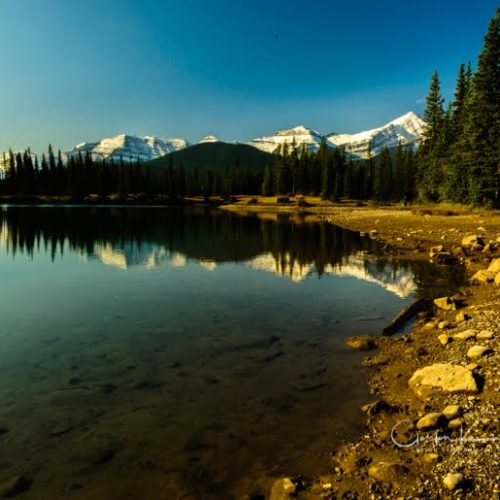 Forget Me Not Pond Alberta