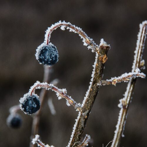 Frost on Berries