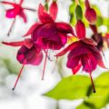 Fushia hybrida Red Calgary Alberta