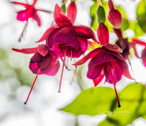 Fushia hybrida Red