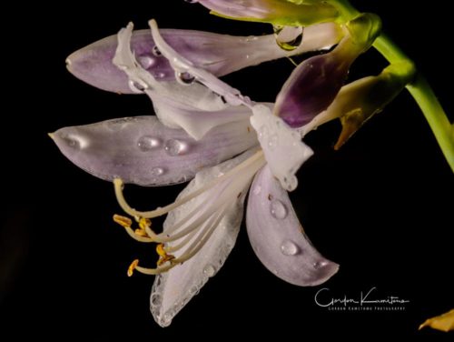 Hosta with Water Droplets