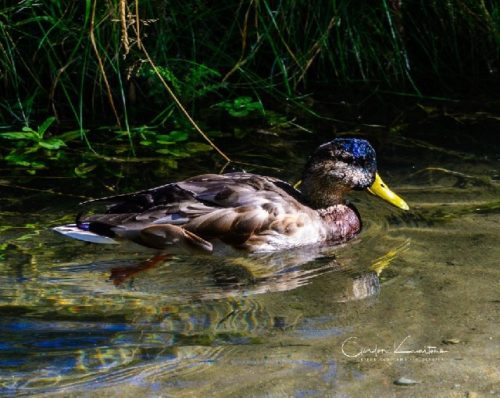 Inglewood Duck