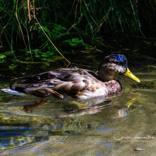 Inglewood Duck