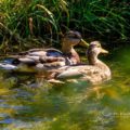 Inglewood Ducks