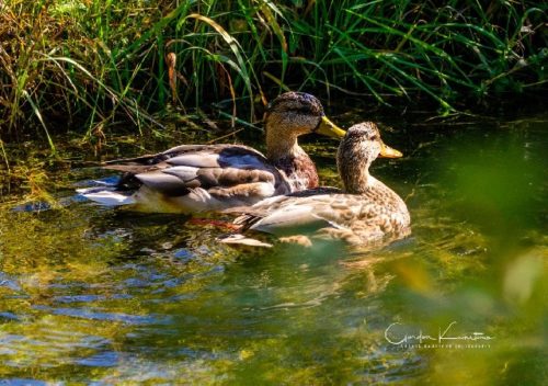 Inglewood Ducks