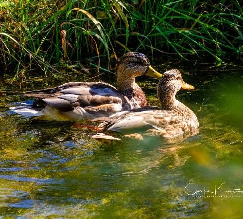 Inglewood Ducks