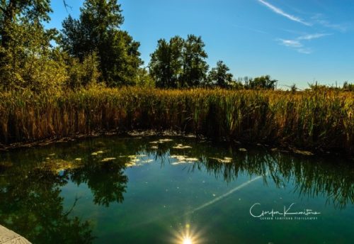 Inglewood Pond