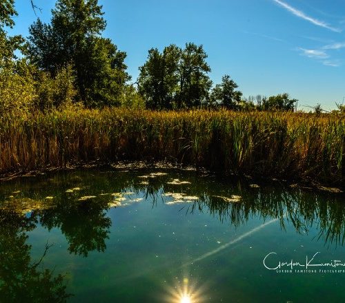 Inglewood Pond