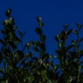 LinkedIn Banner Bushes