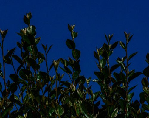 LinkedIn Banner Bushes