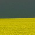 LinkedIn Banner Canola Field