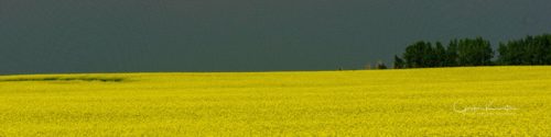 LinkedIn Banner Canola Field