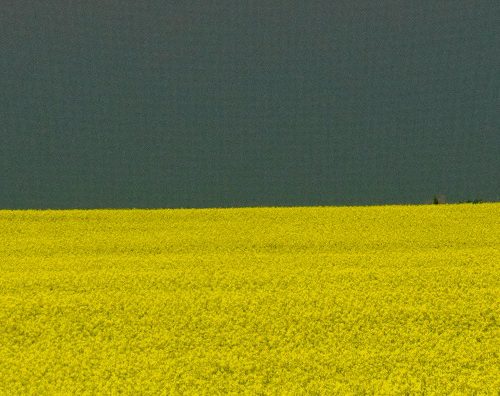 LinkedIn Banner Canola Field