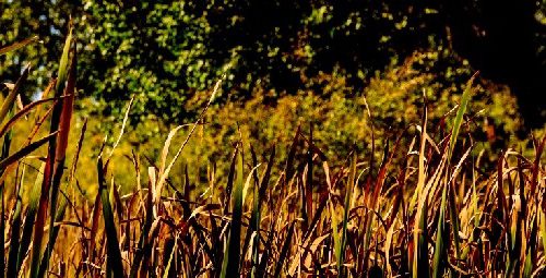 LinkedIn Banner Cat Tails